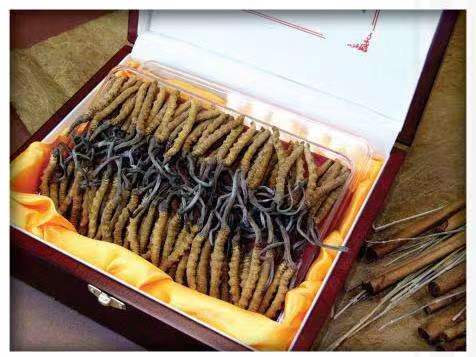 连城冬虫夏草回收